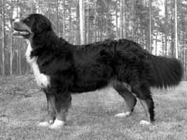 Bollb�len Capricorn